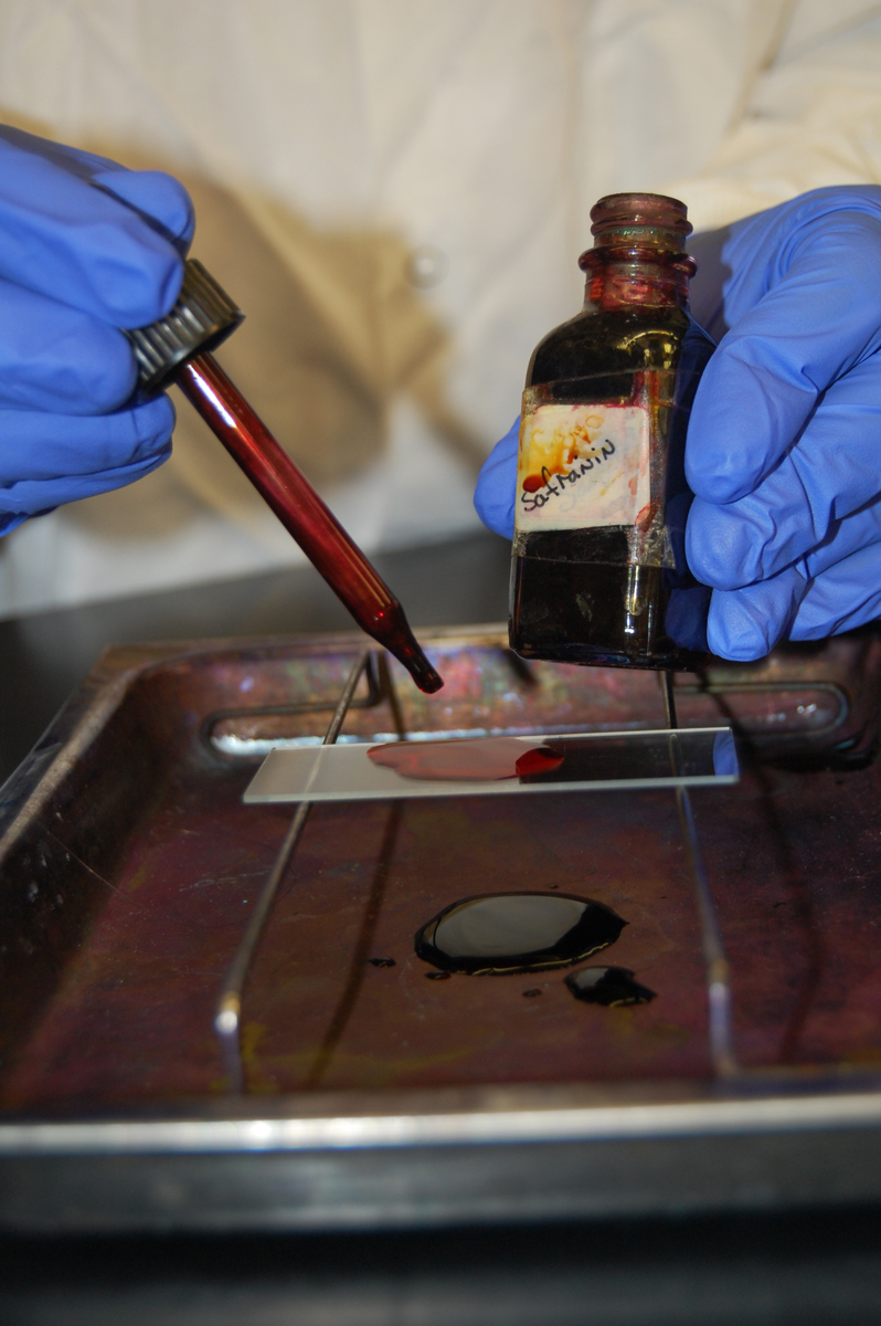 Biol Lab Manual Gram Stain